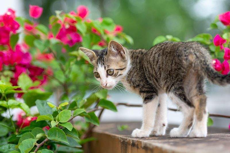 HaustierGlück GmbH - Image 11