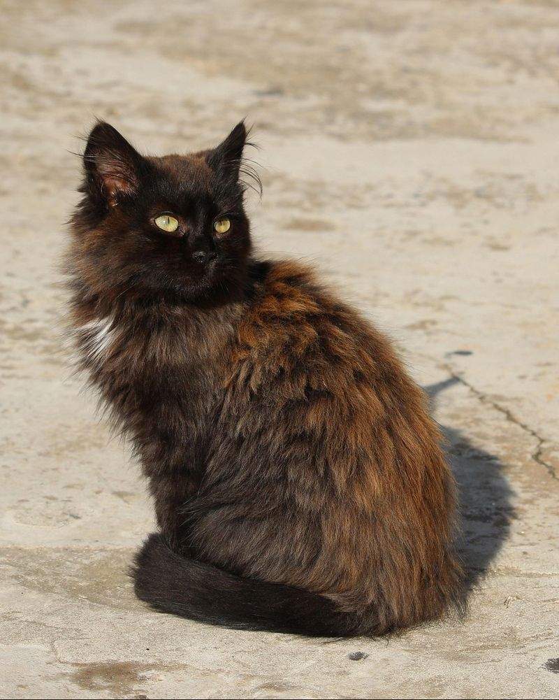 HaustierGlück GmbH - Image 8